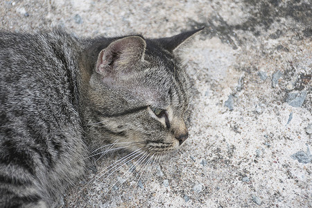 侧面猫摄影照片_在水泥地板上的肖像灰色虎斑猫。