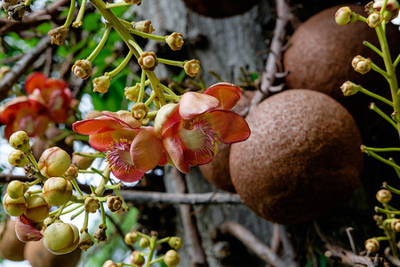 Couroupita guianensis - 炮弹树花