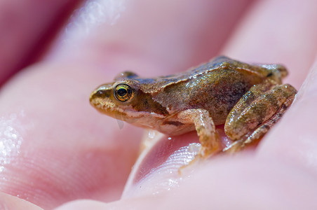 青蛙眼睛摄影照片_大自然池塘里的滑青蛙