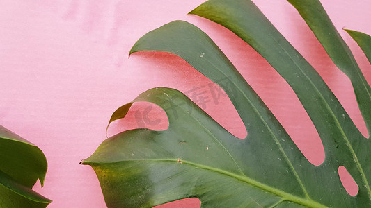 粉红色背景中蒙斯特拉的绿色热带棕榈叶，室内植物叶的运动，4K 视频