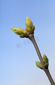 春天到摄影照片_春天的树芽