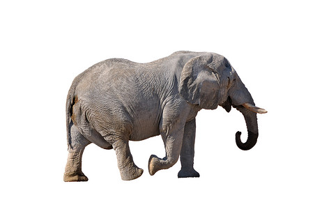 大象，埃托沙国家公园，纳米比亚