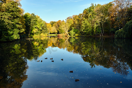 鸭子游泳摄影照片_秋天，鸭子在公园池塘里游泳
