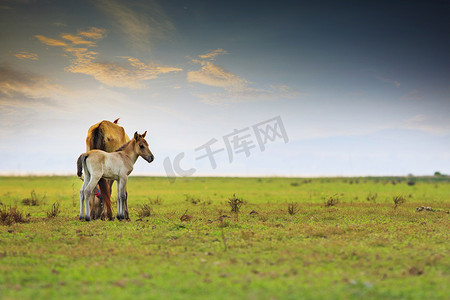 小马和妈妈在绿色草地上的自由