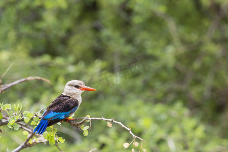 雅拉国家公园摄影照片_坦桑尼亚曼雅拉湖国家公园的林地翠鸟