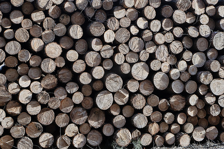 木头堆摄影照片_一堆砍伐的木头在森林里