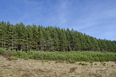 深秋季节摄影照片_维托沙山深秋新旧松林林间空地美景