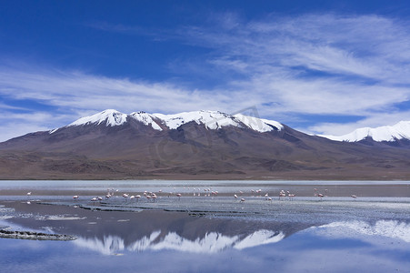 Laguna Pasto Grande，玻利维亚，南美洲