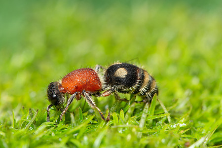 蚂蚁怪物摄影照片_植物上的大蚂蚁
