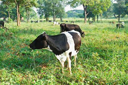 福牛摄影照片_大自然中的牛