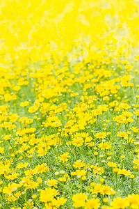 Dahlberg 雏菊，Gold carpe 花