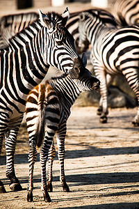 斑马，塞伦盖蒂国家公园，坦桑尼亚，东非