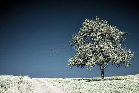 蓝天路上的树