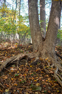 秋季森林中有分裂树干和长多节根的树