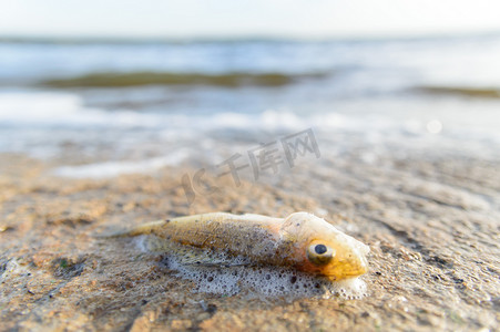 环境污染鱼摄影照片_死鱼