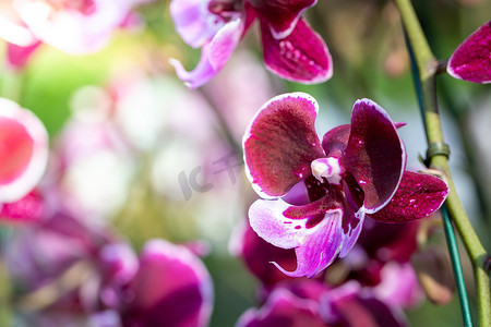 盛开的花摄影照片_森林中盛开的美丽兰花