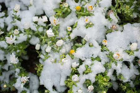 雪下初开春花