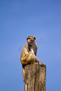 猴子瞭望台