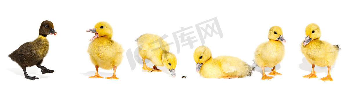 在白色隔绝的新出生的小逗人喜爱的黄色小鸭子。