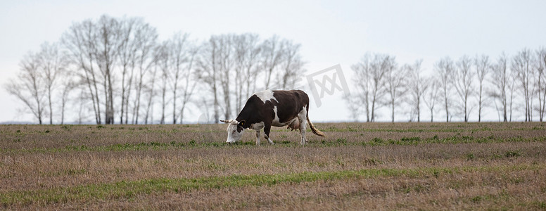 金色母牛摄影照片_田野中一头孤独的黑白母牛的近照。