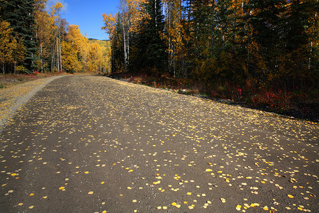 不列颠哥伦比亚省北部公路沿线的秋色