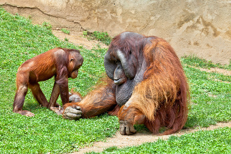 婆罗洲猩猩 Pongo Pygmaeus