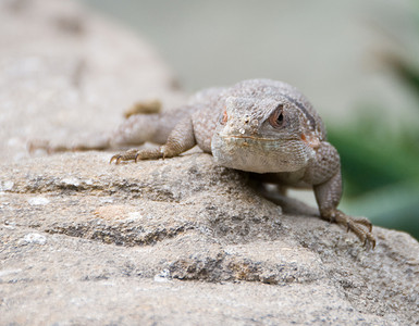 维也纳动物园的小沙漠蜥蜴