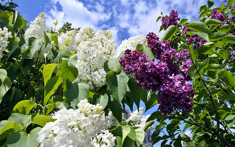 盛开的白色和紫色丁香花