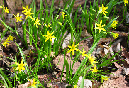 黄色伯利恒之星 (Gagea lutea)