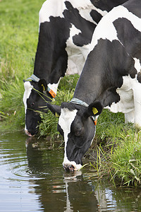 奶牛斑点摄影照片_黑白斑点奶牛喝荷兰运河水