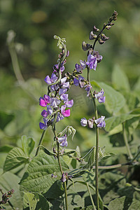Lablab purpureus 的花