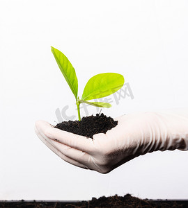 女人的手戴橡胶手套，拿着带土的植物