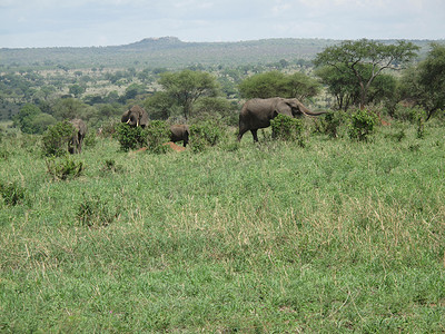 非洲博茨瓦纳大草原上的野生大象 (Elephantidae)
