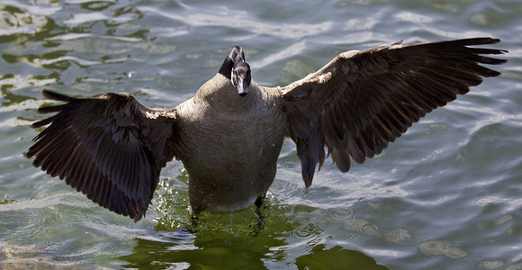 黑色的翅膀图片摄影照片_加拿大鹅张开翅膀的美丽孤立照片
