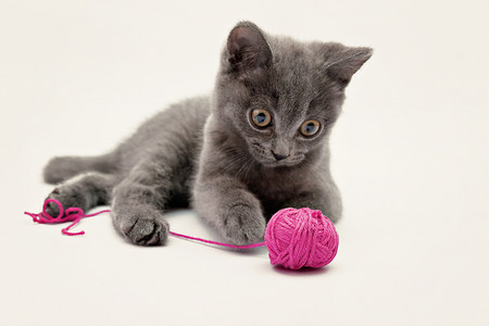 灰色小猫玩孤立的粉红色线索