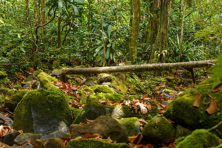 原始雨林丛林马达加斯加