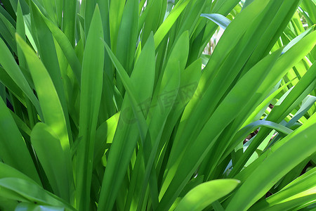 热带植物叶子的美丽绿色特写镜头