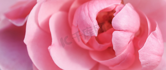 粉色玫瑰花瓣摄影照片_柔和的焦点，抽象的花卉背景，粉红色的玫瑰花瓣。