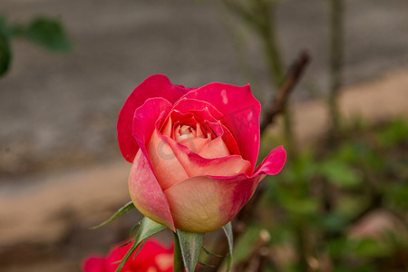 色彩缤纷的美丽玫瑰（花瓣、叶子、花蕾和开放的花朵）