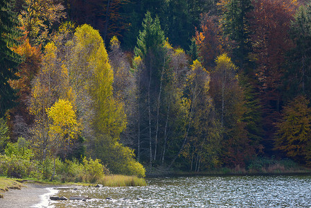 黄色反摄影照片_与黄色叶子的秋天