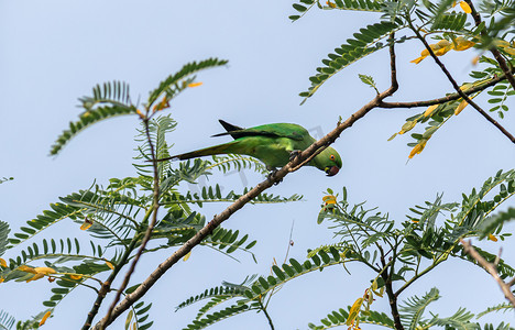 斯里兰卡的普通绿鹦鹉栖息在树枝上吃东西