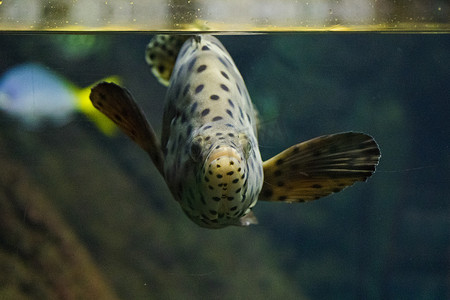 水族馆里的鱼，海洋生物，水下，绿色，自然野生动物。