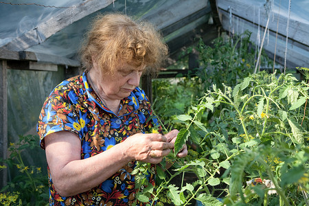温室里的老妇人检查西红柿