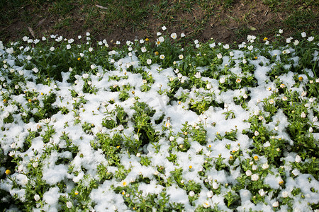 雪下初开春花
