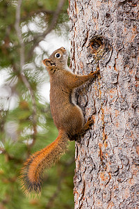 树松鼠摄影照片_好奇可爱的美国红松鼠爬树