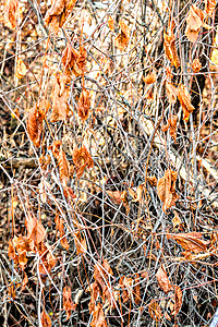 爬山虎背景墙摄影照片_干燥的常春藤叶子在秋天