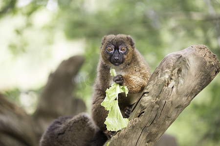 世界联盟摄影照片_吃生菜的红腹狐猴