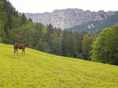 绿色牧场上的马