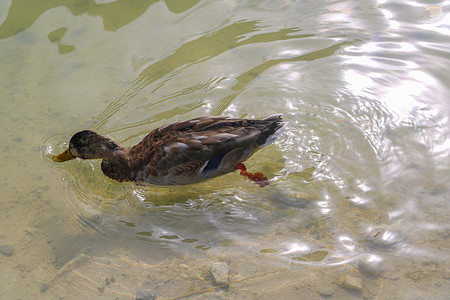 鸭子的女性画象在水的。