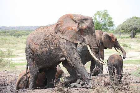 动物的背景大图摄影照片_非洲博茨瓦纳大草原上的野生大象 (Elephantidae)